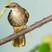 Olive-winged Bulbul Olive-winged Bulbul